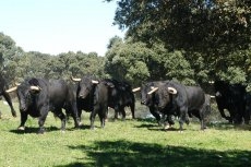 Foto 6 - El campo charro: Hogar del toro bravo