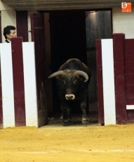 Foto 5 - Contundente triunfo de Iván González en el festejo sin caballos de la Escuela de Tauromaquia