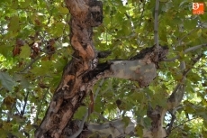 'Árbol 2'