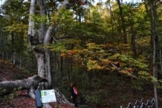 Foto 5 - Cae una de las grandes ramas del haya más meridional de Europa