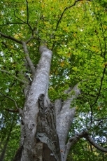 Foto 4 - Cae una de las grandes ramas del haya más meridional de Europa