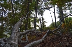 Foto 3 - Cae una de las grandes ramas del haya más meridional de Europa