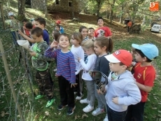 Foto 5 - A la rica castaña en el bosque de La Honfría