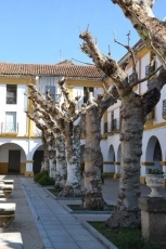 Las flores de la Plazuela del Buen Alcalde resultan da&ntilde;adas en el proceso de poda de los &aacute;rboles