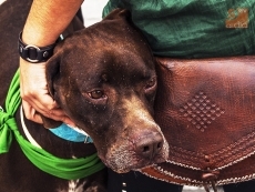 Miradas caninas en la plaza del Oeste, en busca de una persona que les quiera