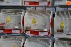 Foto 6 - Un millar de ejemplares componen la Exposición Ornitológica 2014