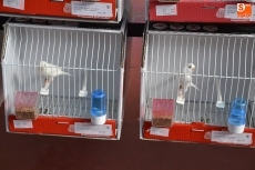 Foto 4 - Un millar de ejemplares componen la Exposición Ornitológica 2014