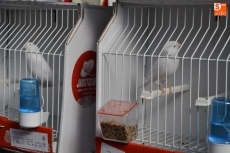 Foto 3 - Un millar de ejemplares componen la Exposición Ornitológica 2014