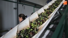 Foto 4 - La SAT Aceiteros del Águeda se consolida en la producción ecológica de aceite Virgen Extra 