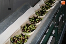 Foto 3 - La SAT Aceiteros del Águeda se consolida en la producción ecológica de aceite Virgen Extra 