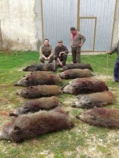 Foto 4 - Buena montería en Cerralbo con 13 cochinos en la junta de carnes