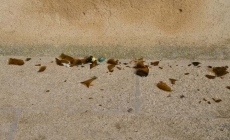 Foto 4 - La muralla, otro escenario para el botellón con irónica coincidencia incluida