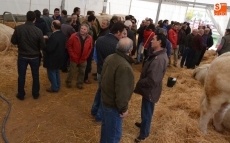 Foto 6 - La versi&oacute;n extendida de San Andr&eacute;s completa la &ldquo;transici&oacute;n&rdquo; de las Ferias Ganaderas