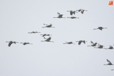 Bando de grullas en vuelo. Fotos: Miguel Rouco