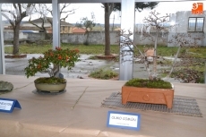 Foto 6 - Roberto Álvarez y José Barco muestran sus bonsáis en el CSA Aldea