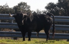 Foto 3 - Así será el Carnaval 2015 en materia taurina