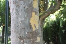 Foto 4 - El parque de la Alamedilla ofrecerá una imagen renovada y modernizada 