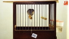 Foto 3 - La Asociación Navega acoge el VII Concurso Monográfico de Canto Timbrado