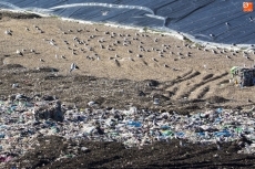 Foto 3 - Gaviotas: Recorrido de 20 kilómetros diarios en busca de comida