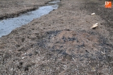 Foto 3 - El Regato Bodón, objeto de una profunda limpieza