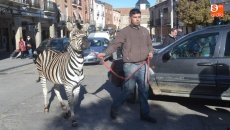 Foto 6 - Mascotas y dueños celebran la recuperada tradición de San Antón