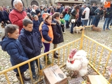 Foto 6 - La fiesta de San Antón recauda más de 2.800 euros con la subasta y el sorteo del cebón
