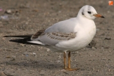 Gaviotas: Recorrido de 20 kilómetros diarios en busca de comida