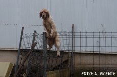 Tras becadas y perdices por tierras del Cid