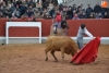Foto 2 - Las vacas de Agustínez permiten ver qué bolsinistas están en mejores condiciones