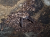 Foto 2 - Salamanca alberga casi todas las especies de murciélagos de la península ibérica