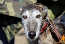 Foto 4 - A nuestro amigo el galgo