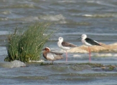 Foto 4 - Azud de Riolobos: un humedal artificial con más de 200 especies