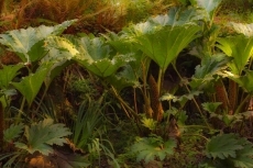 Foto 4 - La fotógrafa Aran Blanche expone su ‘Percepción Onírica’