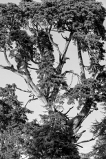 Foto 3 - La fotógrafa Aran Blanche expone su ‘Percepción Onírica’