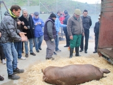 Foto 3 - Macotera promueve con éxito la I Matanza Tradicional