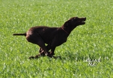 Foto 6 - Pruebas de primavera para razas continentales