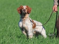 Foto 5 - Pruebas de primavera para razas continentales