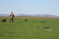 Foto 4 - Pruebas de primavera para razas continentales