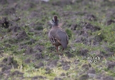 Foto 3 - Pruebas de primavera para razas continentales