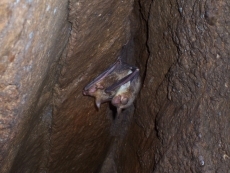 Foto 3 - Salamanca alberga casi todas las especies de murciélagos de la península ibérica
