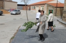 Foto 6 - Con el ramo de laurel hacia la Semana de Pasión