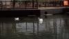 Foto 2 - La Alamedilla recupera su alma, los patos vuelven al estanque 