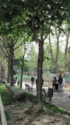 Foto 2 - 'Ciudadanos por la Defensa del Patrimonio' reclama reponer los árboles perdidos en la Alamedilla