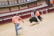 Foto 6 - Dos toros recorrerán las calles de la villa el 11 de abril por el V Centenario