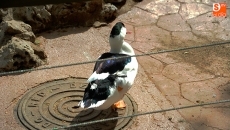 Foto 3 - La Alamedilla recupera su alma, los patos vuelven al estanque 