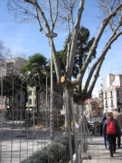 Foto 4 - 'Ciudadanos por la Defensa del Patrimonio' reclama reponer los árboles perdidos en la Alamedilla