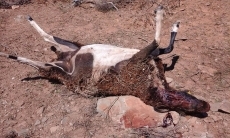 El lobo mata ahora 11 ovejas en Ahigal de los Aceiteros