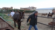 Los burros de la Asociaci&oacute;n de amigos del Camino de Santiago recorrer&aacute;n la Marcha Solidaria