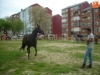 Foto 2 - La feria del caballo consigue conquistar al público con el concurso por especialidades