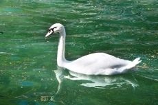 Foto 6 - Vamos a la Alamedilla